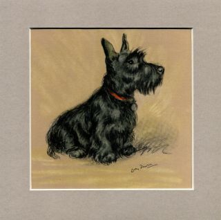 Rare Scottish Terrier Colour Print By Lucy Dawson Vintage 1952