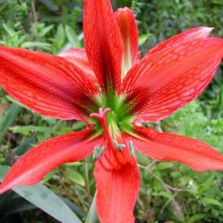 Rare Hippeastrum Aulicum Robustum - Stunning " Lily Of The Palace "