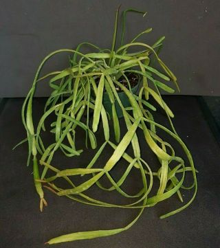 Rhipsalis Micrantha F.  Tonduzii Rare Exotic Epiphyte Jungle Cactus