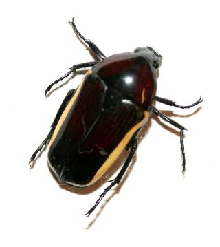 Insect Beetle Cetoniidae Coleoptera Chlorocala Fraudatrix - Very Rare