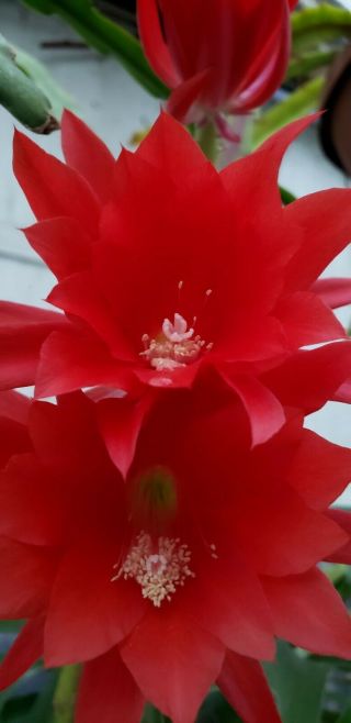 Epiphyllum ' Ackermannii Hybridus - Red ' - Rare Orchid Cactus - Antique Variety 2