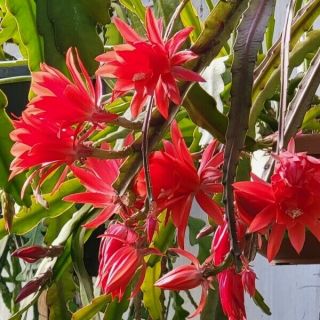 Epiphyllum ' Ackermannii Hybridus - Red ' - Rare Orchid Cactus - Antique Variety 3