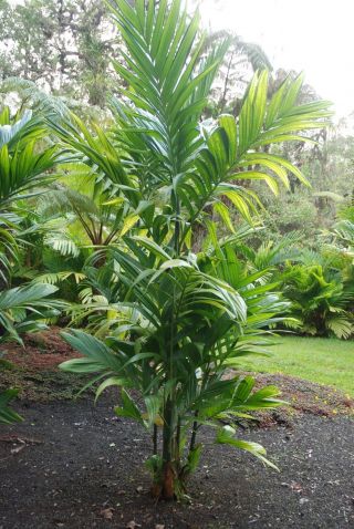 Live Seedling Areca Triandra Rare Bamboo Stem Palm Tree Fast Grow Indoor Outdoor
