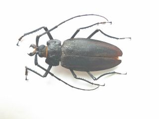 Rare Ctenoscelis Ater Prioninae 8 Cm Beetle Insect Peru Cerambycidae