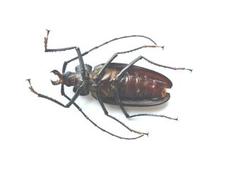 RARE Ctenoscelis ater PRIONINAE 8 CM Beetle Insect Peru Cerambycidae 2