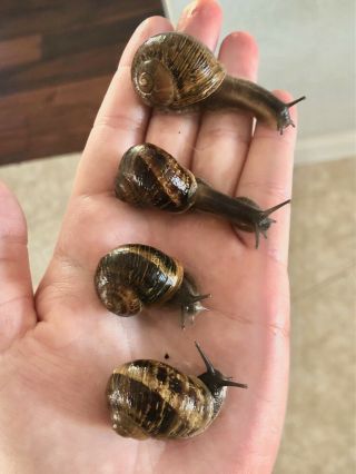 1 Rare Black Body Live Pet Land Snail - Pick Your Snail
