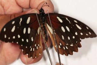Papilio Rex Mimeticus Rare Male From Uganda
