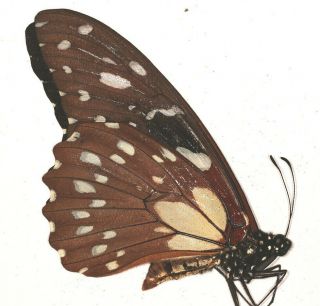 Papilio rex mimeticus RARE male from Uganda 2