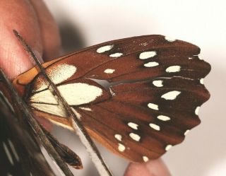 Papilio rex mimeticus RARE male from Uganda 3