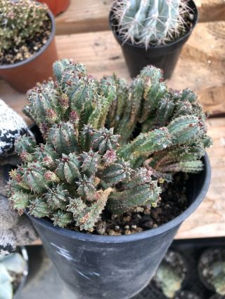 Euphorbia Mammillaris X Horrida Rare Hybrid