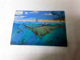 Very Rare Prehistoric Animal Postcard From Ichthyosaur National Monument