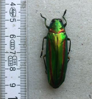 Buprestidae,  Chrysochroa Rajah Nilgiriensis,  S.  - India,  Giant,  Rare,  42 Mm,  A1