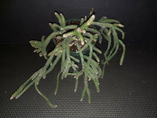 Rhipsalis Baccifera Ssp.  Horrida Rare Exotic Epiphyte Jungle Cactus