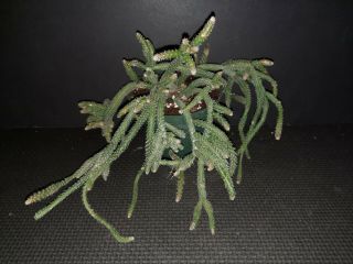 Rhipsalis baccifera ssp.  horrida rare exotic Epiphyte jungle cactus 2