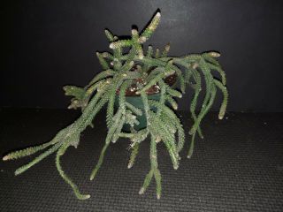 Rhipsalis baccifera ssp.  horrida rare exotic Epiphyte jungle cactus 3