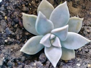 4 Cuttings:rare Echeveria Ghost Plant Succulent 2 " - 4 " Wide