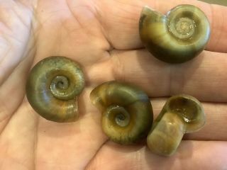 Very Rare Gold Giant Colombian Rams Horn Snail.  The Price Is For 4 Snails