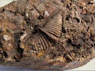 And Rare Devonian Brachiopod.  Nºhu07