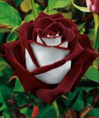100 Rare Ruby Rose Seeds Garden Gift Flower Pearl White Red Tea Roses Burgundy