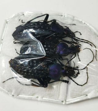 Carabidae,  Carabus Sp,  Apotomopterus,  Rare,  A2 Set Of 3,  China