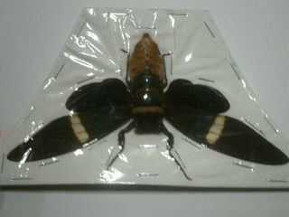 Real Insect/butterfly/moth Set Spread B7211 Rare V/large Cicada Tosena Albata