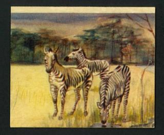 Zebra 1935 R6 National Licorice African Animal Jig 11 - Rare - Nm - Mt