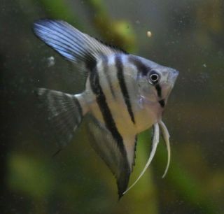 Live Philippine Blue Angelfish (rare Juvenile Aquarium Fish) Pls Read Descr