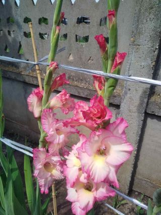 Rare10 Small Bulblets (not Big Bulbs) Gladiolus Pink - White And Yellow Gladiolus