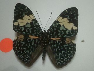 Butterfly/insect Non Set B7290 V/rare Multi/coloured Hamadryas Amphinome Peru