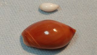 Rare Specimen Shells From Oman,  Ancilla Farsiana And Ancilla Castania