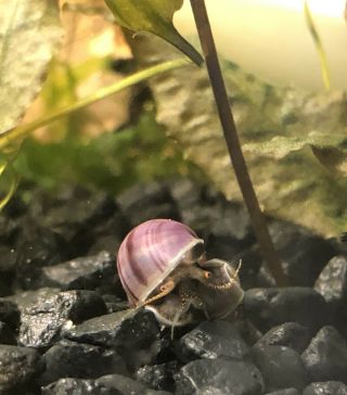 2,  1 Rare Purple Mystery Snails Pea Size (small Aquarium Plant)