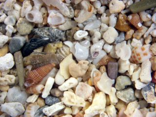 Holocene Lord Howe Island Microfossil Gastropod Snail Sample Very Rare Material