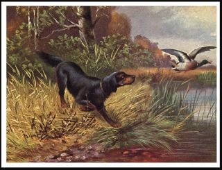Gordon Setter And Mallard Great Vintage Style Dog Art Print Poster