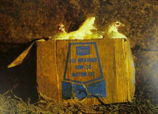 Vintage Art James Wyeth Dragonflies 1986 10w30 1981 Duck Chickens Hens Sears Box