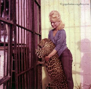 60s Bunny Yeager Color Camera Transparency Elaine Lekas & Pet Leopard Nero Mod