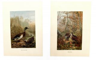 Vintage Prints 2 Two Mallard Duck & Woodcock Artist Selmar Hess 8 By 11 Inch