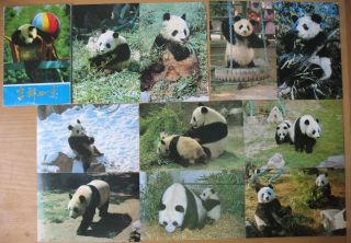 Set 10 Postcard Pc Panda Bamboo Bear Animal Zoo Old Fine Nature Snow Chinese Vtg