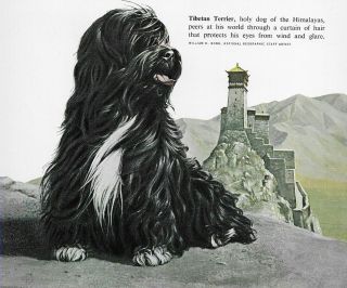 Tibetan Terrier - Vintage Color Dog Art Print - Matted