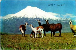 Vtg Ham Radio Cb Amateur Qsl Qso Card Postcard Quito Ecuador Hc1ww 1973