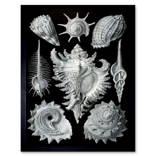 Nature Ernst Haeckel Shell Whelk Biology Germany Vintage 12x16 Inch Framed Print