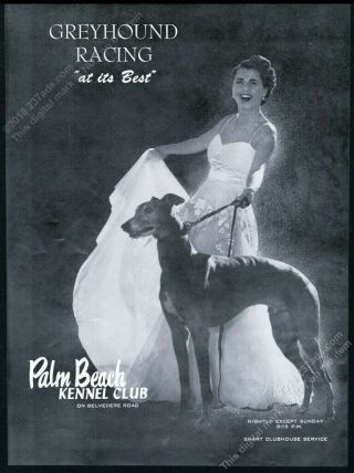1952 Greyhound Dog Photo Racing Palm Beach Kennel Club Florida Vintage Print Ad
