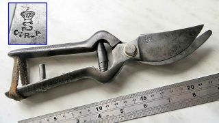 Vintage 9 " Secateurs By Corsa,  Old Tool