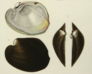 1840 Antique Copper Engraving Of Seashells.  Sea Shells.  Marine Animals.  Sea Life
