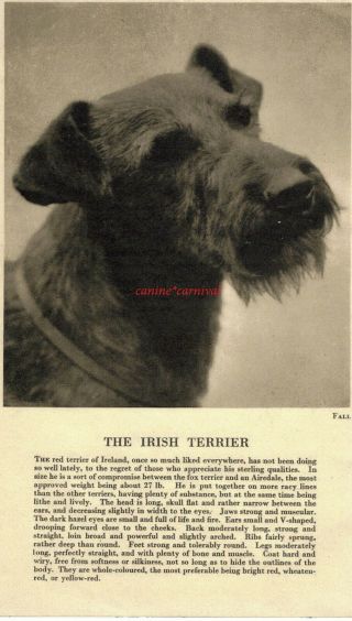 The Irish Terrier Dog Rare Vintage Art Photo & Breed Description 1931