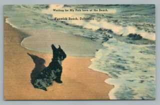 Terrier Dog “waiting For Pals” Fenwick Beach Delaware—rare Vintage 1940s