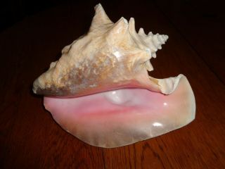 Vintage Natural Pink Queen Conch Sea Shell Seashell 7 "