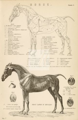 Mammals - Anatomy Of A Horse - Full Side View.  Antique 1880s Print B73
