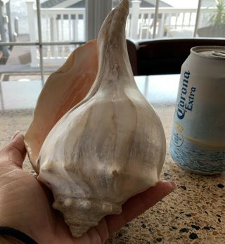 Vintage Large Natural Pink Queen Conch Sea Shell Seashell Beach Decoration 8 In