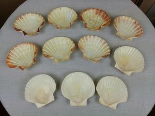 11 Vintage Real Natural Sea Shell Baking Dishes Scalloped Clam Shell Japan