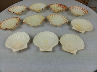 11 Vintage Real Natural Sea Shell Baking Dishes Scalloped Clam Shell Japan 2